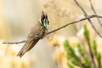 Colibri Chivito de paramo - Green bearded helmetcrest © JuanPablo