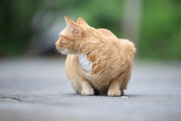 Fototapeta premium Cute cat lying on the ground in the garden, stock photo