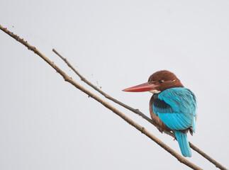 The vibrant White throated kingfisher perched on a branch. Its vibrant blue wings and tail contrasts beautifully with its chestnut head and shoulders. The bird has long pointed red beak 