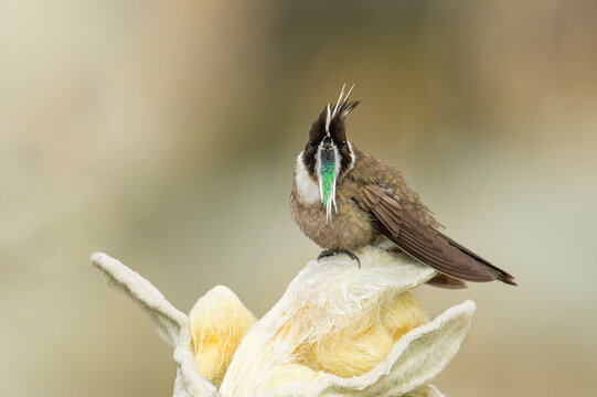 Colibri Chivito de paramo - Green bearded helmetcrest