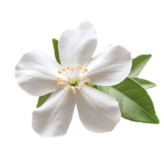 Delicate white flower blossom with green leaves on black background