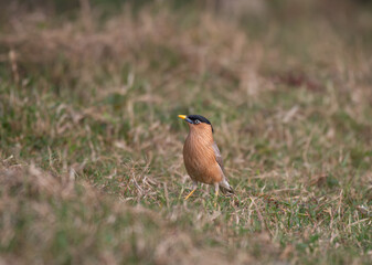 A striking Brahminy starling stands alert in a grassy field with green grass. The bird warm plumage contrasts nicely with the natural tones of the environment.