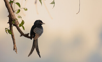 A striking Black drongo perched on a branch with tree branch and leaves. The background is well blurred and contrast.