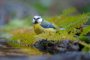 Eurasian Blue Tit, Cyanistes caeruleus (sýkora modřinka), in the blurred background take bath at the forest waterhole Water mirror.