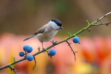 Marsh Tit, Poecile palustris, t the forest waterhole. Mirroring in the water. 