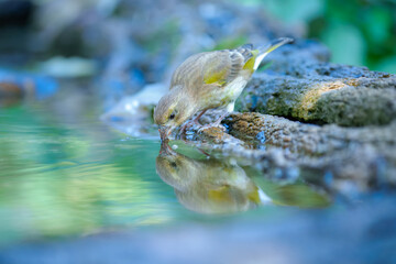European Greenfinch, Chloris chloris, close up portrait, bathing in a watering hole. Best 4K resolution.
