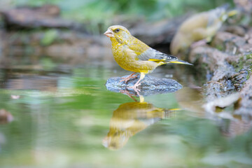 European Greenfinch, Chloris chloris, close up portrait, bathing in a watering hole. Best 4K resolution.
