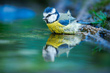 Eurasian Blue Tit, Cyanistes caeruleus (sýkora modřinka), in the blurred background take bath at...
