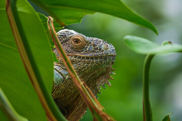 The green iguana (Iguana iguana) behind the leaf.