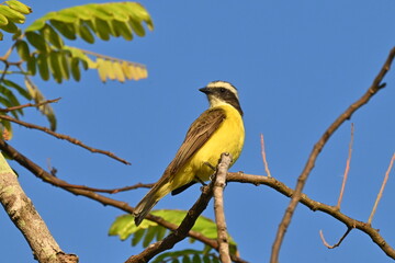 rusty-margined flycatcher perched on tree branches in the celar morning sky