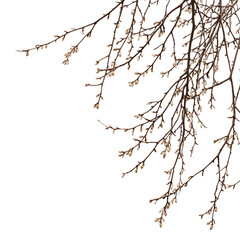 Obraz premium Delicate Branch with Spring Buds on Black Background