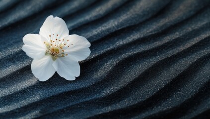 White flower blossom on textured blue surface abstract nature still life.