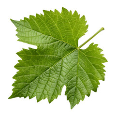 Fresh young green grapevine leaf with serrated edges and intricate vein pattern, vibrant and crisp botanical detail, isolated on transparent background.
