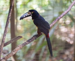 A Collared Aracari toucan perches on a branch in tropical forest. Perfect for wildlife magazines, travel blogs, educational posters, biodiversity campaigns, and stock imagery for nature content.