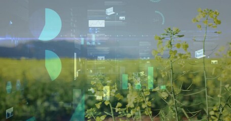 Yellow rapeseed crops displaying floating digital charts and graphs across farmland in 3D render - Powered by Adobe