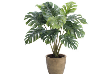 Obraz premium This image features a potted tropical plant with large green leaves, a clean design.