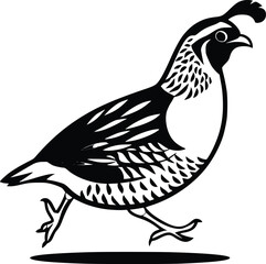 Black and white bold vector of a quail running, isolated on white background.