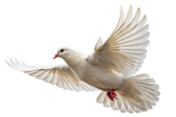 Fototapeta premium Dove flying isolated on transparent background