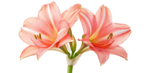 Fototapeta premium The image is a beautiful closeup of two pink flowers with green stems and delicate details.