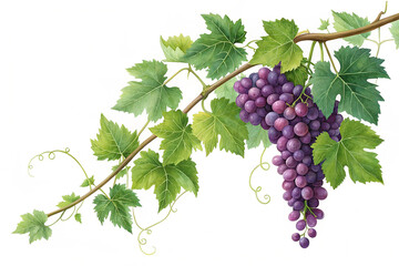 Fresh grape vine isolated transparent background