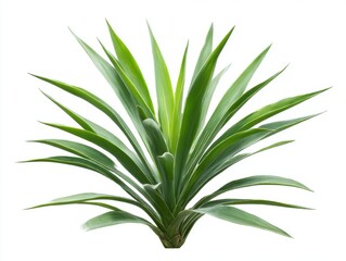 Fototapeta premium Vibrant green yucca plant with pointed leaves isolated on white background