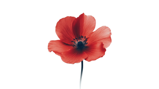 This image features a detailed close-up shot of a red flower set against a vibrant and abstract background.