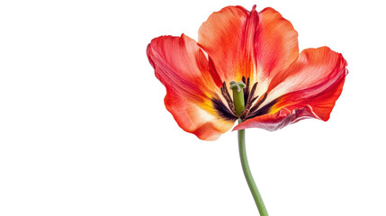 This image presents a beautifully detailed close-up of a vibrant red and yellow tulip. It displays a natural beauty.