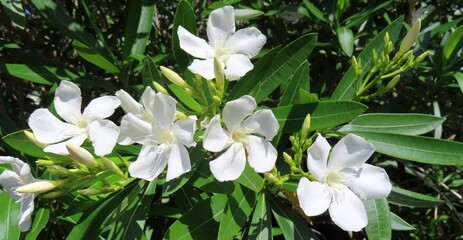 White oleander flowers blooming on bush in Florida nature, closeup