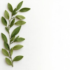 Naklejka premium Fresh green leaves arranged vertically on a white background