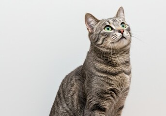 Obraz premium Gray tabby cat looking up with green eyes and white background in a studio setting with soft lighting