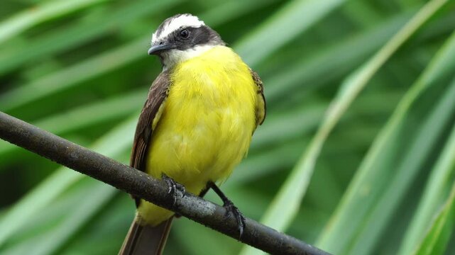 Close-up of Rusty-margined Flycatcher (Myiozetetes cayanensis) perched on a cable, showing vibrant plumage and alert posture in an urban-tropical environment.