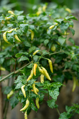 A lush chili plant with bright green leaves bears yellow-green peppers, some turning orange, against a blurred background.