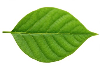 Obraz premium A single green leaf with prominent veins isolated on a white background close up studio shot detail