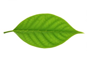 Obraz premium A single bright green leaf with visible veins isolated against a white background in a studio shot