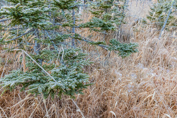 アカエゾマツの原生林
