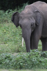 Sri Lankan Elephants and Tuskers in Kaudulla National Park. 