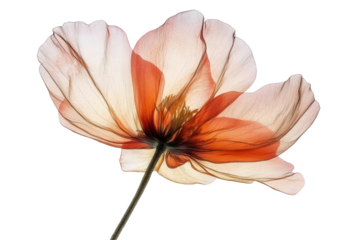 This image captures a delicate, backlit flower with translucent petals, showcasing its stem and overall artistic design.