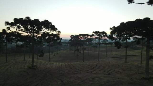 Voo sobre Floresta de pinheiros arauc&aacute;rias em piraquara no paran&aacute; ao amanhecer com neblina