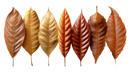 feather isolated on white background