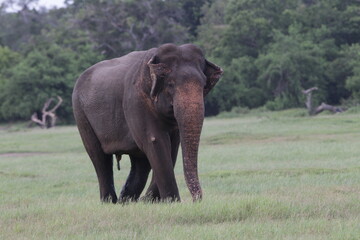 Obraz premium Beautiful Elephants and Tuskers in Kaudulla National Park, Sri Lanka 