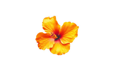 This image shows a close-up of an orange and red hibiscus flower isolated against a contrasting background.