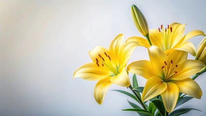Fototapeta premium Delicate Yellow Lily flower arrangement placed against a soft white background, showcasing its elegant shape and vibrant color, yellow blossoms , delicate arrangement