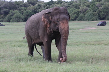 Beautiful Elephants and Tuskers in Kaudulla National Park, Sri Lanka 