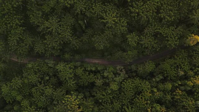 Voo sobre floresta de pinheiros arauc&aacute;ria angustifolia no por do sol em campina grande do sul 
