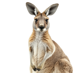 A kangaroo is standing on a white background. The kangaroo has a curious expression on its face