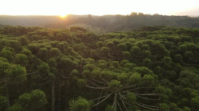 Voo sobre floresta de pinheiros arauc&aacute;ria angustifolia no por do sol em campina grande do sul 