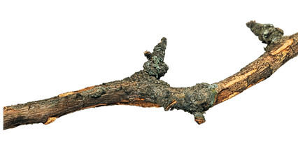 Fototapeta premium Close up of a gnarled aged tree branch with lichen perfect for rustic nature themed designs or Halloween imagery