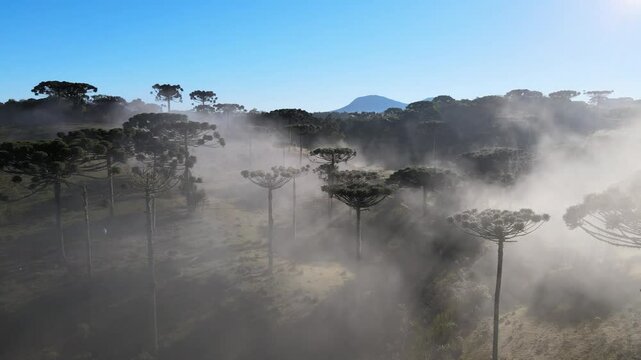 Voo sobre Floresta de pinheiros arauc&aacute;rias em piraquara no paran&aacute; ao amanhecer com neblina