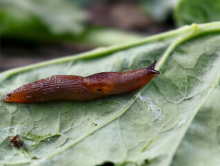 Large agricultural pest slug crawls along a cabbage leaf. Close-up macro photo of slug.