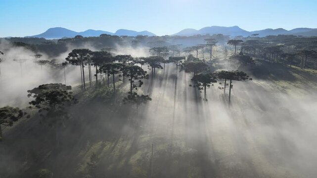 Voo sobre Floresta de pinheiros arauc&aacute;rias em piraquara no paran&aacute; ao amanhecer com neblina